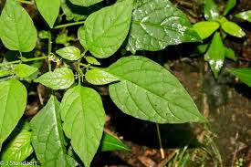 Image result for Solanum sp. A
