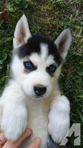 Male Blue Eyes Black And White Husky Akc Siberian Husky Puppy Black White Blue Eyes Male Ready Now Americanlisted 38009755 Jpg 270 480 Siberian Husky Cute Husky Puppies Husky