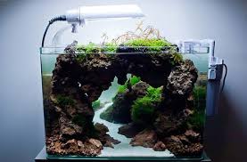 Mystical Cave By Jean Francois Maillot La Ville Du Bois France Animals Paracheirodon Simulans Plants Fissidens Fon Aquascape Nature Aquarium Nano Aquarium