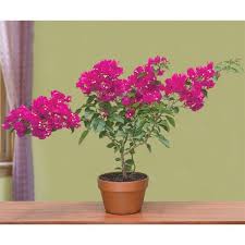 каталог комнатных комнатные цветы фото и названия и уход за ними Bougainvillea Vera Purple P P Bougainvillea Hybrid Container Garden Design Plants Bougainvillea