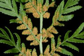 Image result for Todea