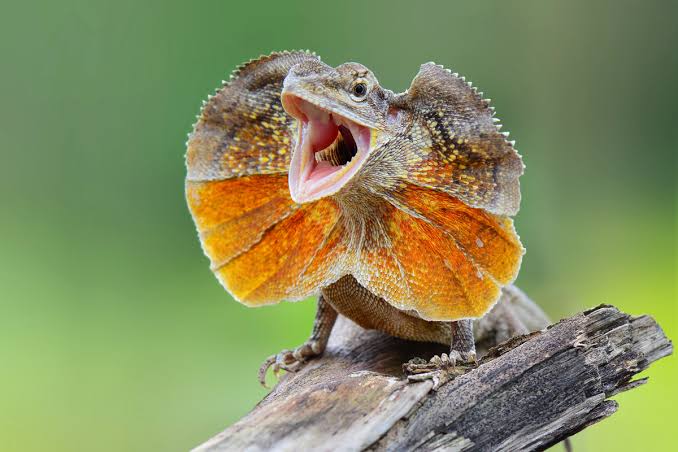 Frilled Dragon Care Guide / Care Sheet - Reptile Cymru