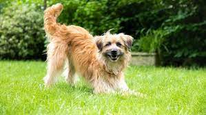 Why Do Dogs Chase Their Tails 6 Reasons Why Purina