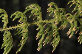 Image result for Lycopodiella cernua