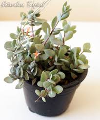 Image result for Kalanchoe rotundifolia