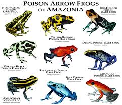 Poison Dart Frogs Of Amazonia By Rogerdhall On Deviantart