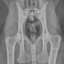 3d interactive models and tutorials on the anatomy of the abdomen and pelvis. Imaging Anatomy