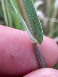 Image result for Bewsia