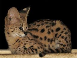 Junger Serval Leptailurus Serval Im Zoo Eberswalde Zoologischer Garten Serval Katzen
