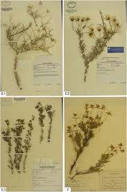 Image result for Lopholaena sp.no.1