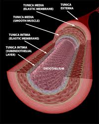 The wall is lined by an exceedingly thin single sheet of endothelial cells, the endothelium, separated from the surrounding outer layers by a basal lamina. What S Blood Got To Do With It Blood Vessel Basics