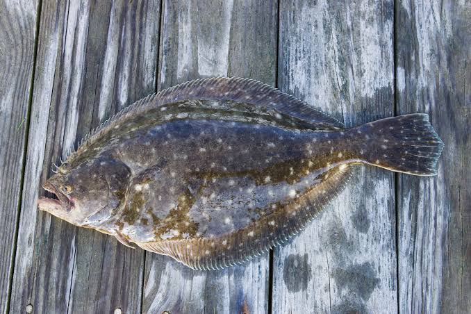 Ready for a Pop Quiz on Southern Flounder? | Hook, Line and Science