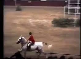 Best 11 Horse Breeds For Show Jumping - Helpful Horse Hints