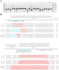 Image result for Aeschynomene pawekiae