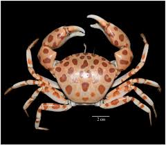 Image result for Cribbia brachyceras