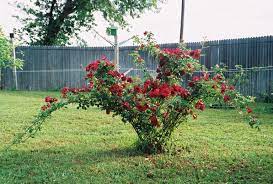 Lincoln Red Rose Bush This Could Happen This Year Rose Bush Red Roses Beautiful Flowers Garden