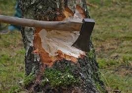 Quando tagliare o tagliare un albero sulla proprietà di un vicino, sei colpevole di violazione di domicilio e danneggiamento di beni personali. Modulo Richiesta Autorizzazione Abbattimento Alberi