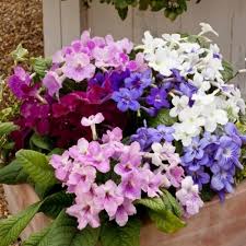 Image result for Streptocarpus glandulosissimus
