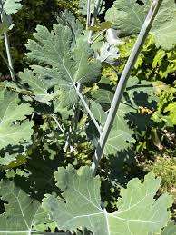Image result for Macleaya