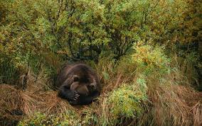 At $9 per application, this approach to conservation helps sustain terrain and. Giving Up On Wilderness Means A Barren Future For The Earth Aeon Essays