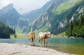 Then browse our collection of routes around this beautiful lake we present you with a total of 20 hiking trails around seealpsee — all you've got. Wanderung Zum Seealpsee Im Appenzellerland Road Traveller