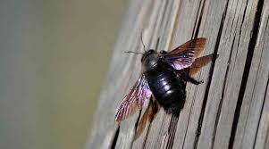 Check spelling or type a new query. Types Of Bees With Identification Guide And Pictures