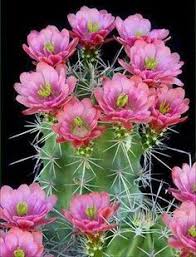 Elaborado por carme farré, licenciada en biología por la universidad autónoma de * esta obra, ilustrada en color, facilita a los amantes de los cactus y las plantas crasas toda la información necesaria sobre los cuidados que. Propagacion Y Mantenimiento De Cactus Libros De Agronomia Gratis