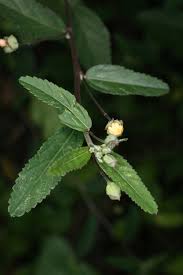 Image result for Sida rhombifolia
