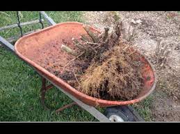 Maybe you would like to learn more about one of these? How To Remove A Hedge And Dig Out The Stumps Youtube
