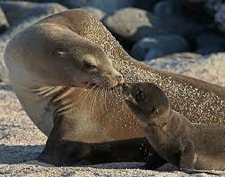 Sea Lion Pup And Mother Szukaj W Google Samye Milye Zhivotnye Milye Detenyshi Zhivotnyh Dikie Zhivotnye