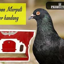Pusat pemerintahan berada di kecamatan boyolali. Jual Produk Kandang Gupon Merpati Termurah Dan Terlengkap Agustus 2021 Bukalapak