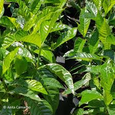 Image result for Psychotria ceratoloba