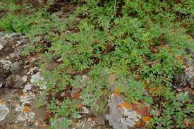 Image result for Indigofera soutpansbergensis