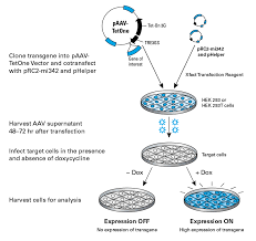 Tetracycline Inducible Expression Tet One Systems