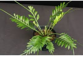 Image result for Asplenium ceii