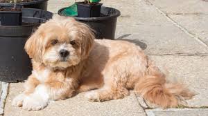 Maybe you would like to learn more about one of these? Lhasa Apso 12 Facts About The Oldest Breed In Existence All Things Dogs All Things Dogs