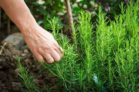 Check spelling or type a new query. How To Transplant Garden Rosemary Indoors For The Winter