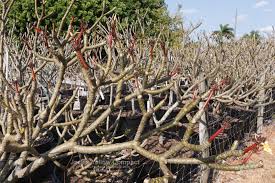 Frangipanis are generally grown from cuttings although grafting may also be done. Plumeria Archives Plumeria Today