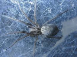 Image result for große winkelspinne biss haut reaktion