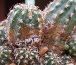 Learn vocabulary, terms and more with flashcards, games and other study tools. Full Guide On Cactus Diseases Pests And Treatments Terrarium Planting Guide
