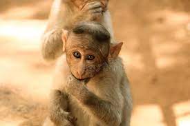 Indian Macaque Monkey In Tamil Nadu Madurai Photo About Cute Head Animal Funny Bali Little Indian Asian Baby Dis Macaque Monkey Indian Monkey Monkey