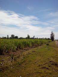 Agricultural Land For Sale In Kenya Kenyans Speak Breaking News Business Lifestyle Kenya Kisumu Land For Sale Agricultural Land For Sale