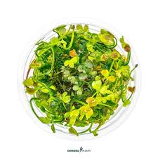 Image result for Mostuea hirsuta