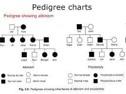 This worksheet looks at pedigrees in families with albinism. 03 Pedigree Charts