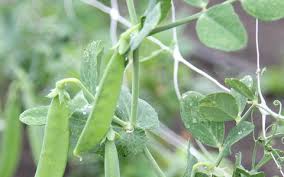 Image result for Pisum sativum