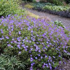 Divide as needed in spring or fall. Geranium Rozanne One Of The Longest Blooming Geraniums We Know Of The Best Most Garden Worthy Hardy Gera Geranium Rozanne Perennial Geranium Hardy Geranium