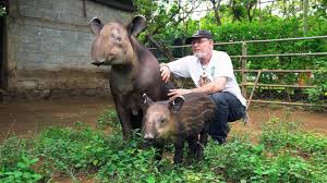Photo Le tapir jardinier des forêts tropicales - Programme TV Ouest-France