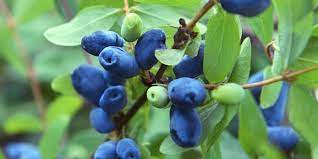 The town of nipawin has long been one of saskatchewan's secret outdoor lifestyle destinations. Haskap Berries A Great Choice For Your Backyard Ryan Boughen Best Regina Mortgage Broker