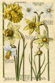 Nothing More Terrible Nothing More True Botanical Drawings Botanical Art Botanical Illustration