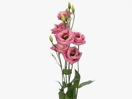 Image result for eustoma flamenco